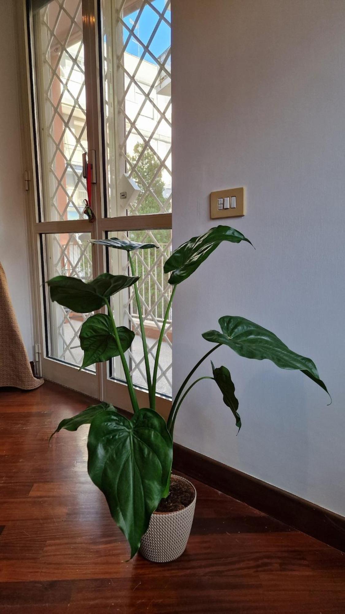 Peck House In Marconi San Paolo * Rom